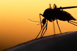 Virus Zika : 37 cas d’infection au Québec…