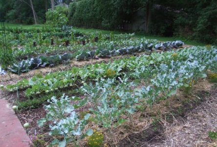 Partage de récoltes et de connaissances au jardin collectif de Montarville
