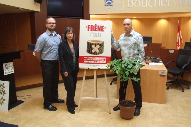 Boucherville met en branle son plan d’action pour lutter contre l’agrile du frêne