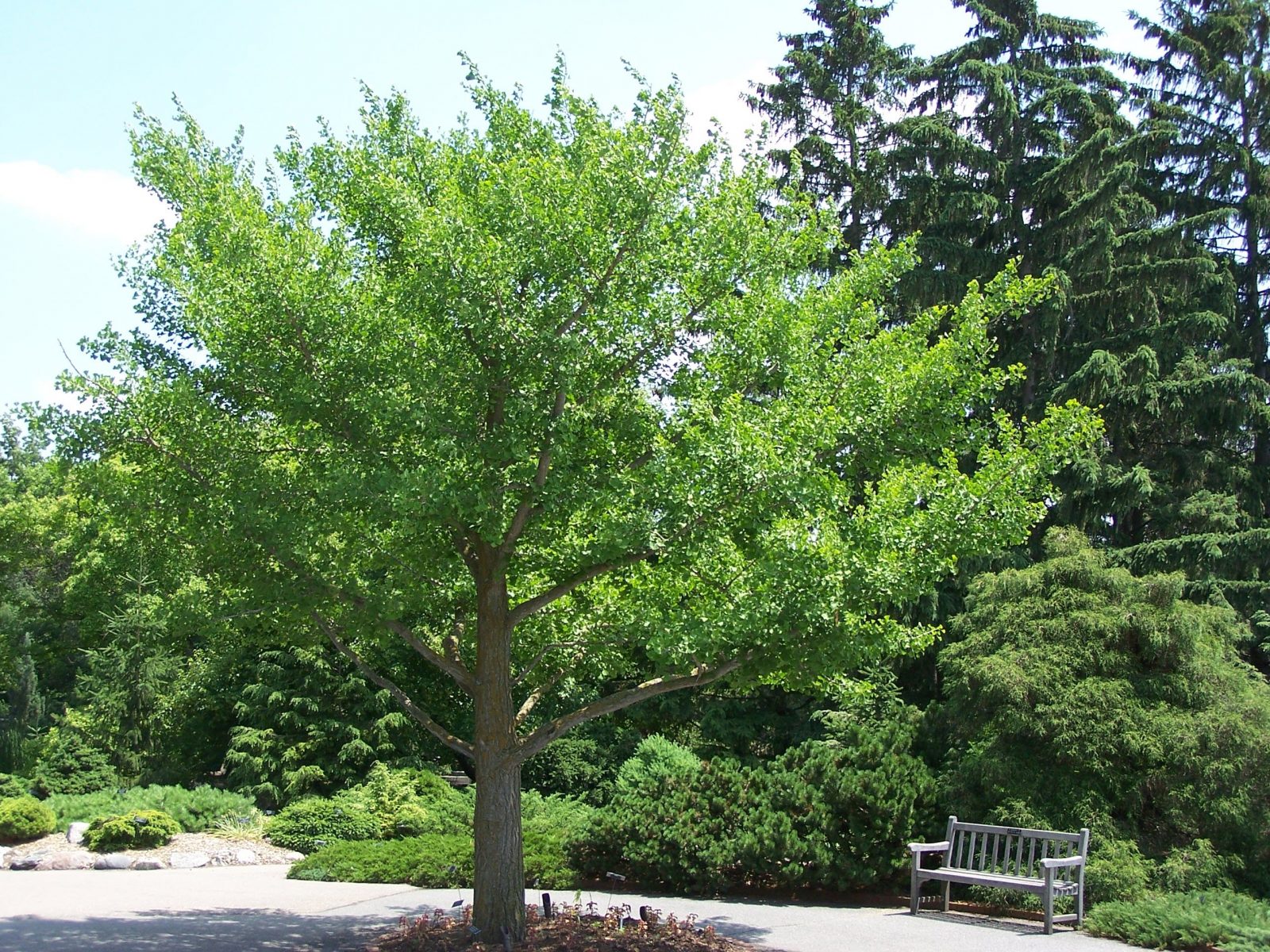 La Ville de Boucherville offre 200 arbres à ses résidents