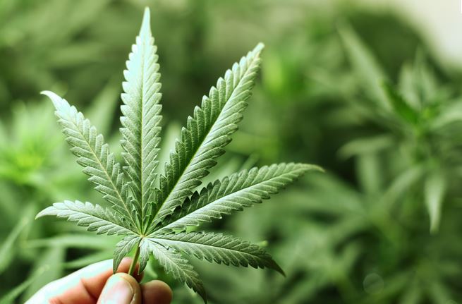 Une importante saisie de cannabis d’un million de dollars sur l’île Sainte-Thérèse à Varennes