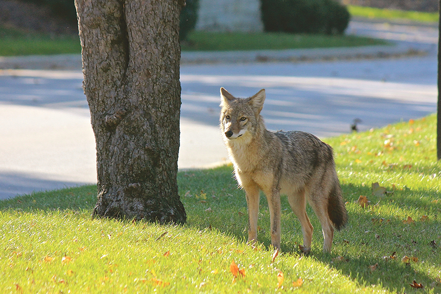 Coyotes urbains: Boucherville n’y échappe pas