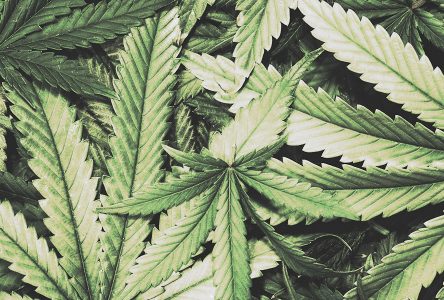 Aucun règlement prévu sur l’usage du cannabis à Boucherville