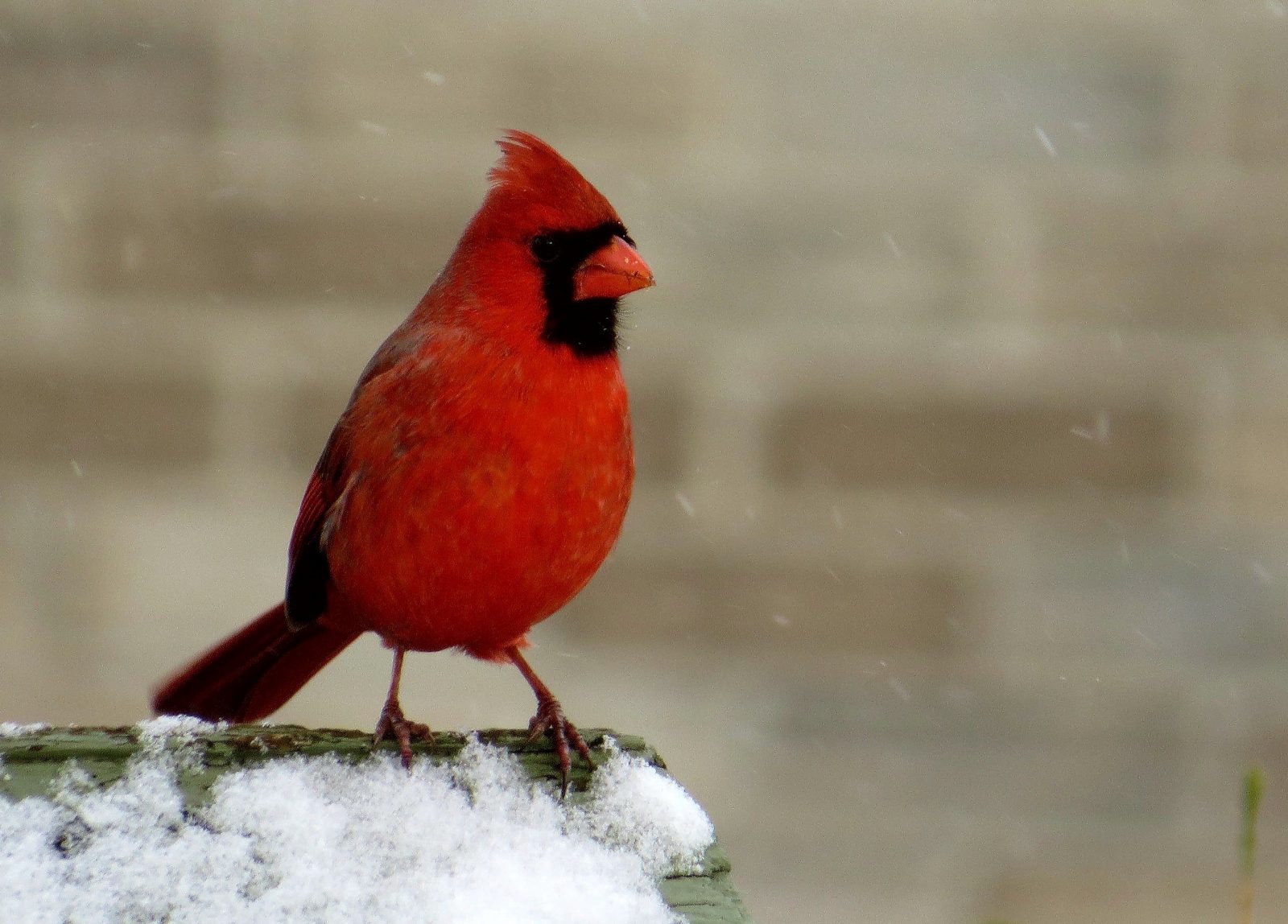 Le Cardinal rouge : l’emblème aviaire choisi par les citoyens de Contrecœur
