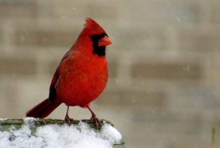 Le Cardinal rouge : l’emblème aviaire choisi par les citoyens de Contrecœur