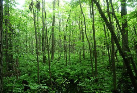 Longueuil lance un appel de projets communautaires de plantation d’arbres sur les terrains de la Ville