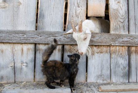Proanima recherche des propriétaires de ferme ou d’écurie pour adopter des chats à besoins particuliers