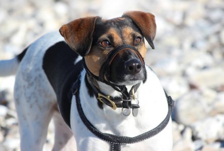 De nouvelles règles en vigueur le 3 mars pour les propriétaires de chiens au Québec