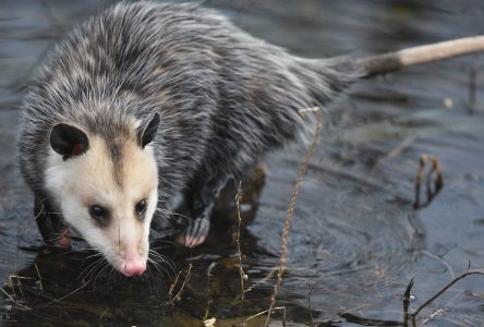 L’opossum de Virginie s’installe en Montérégie