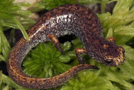 Parc régional des Grèves: À la rescousse de la salamandre à quatre orteils