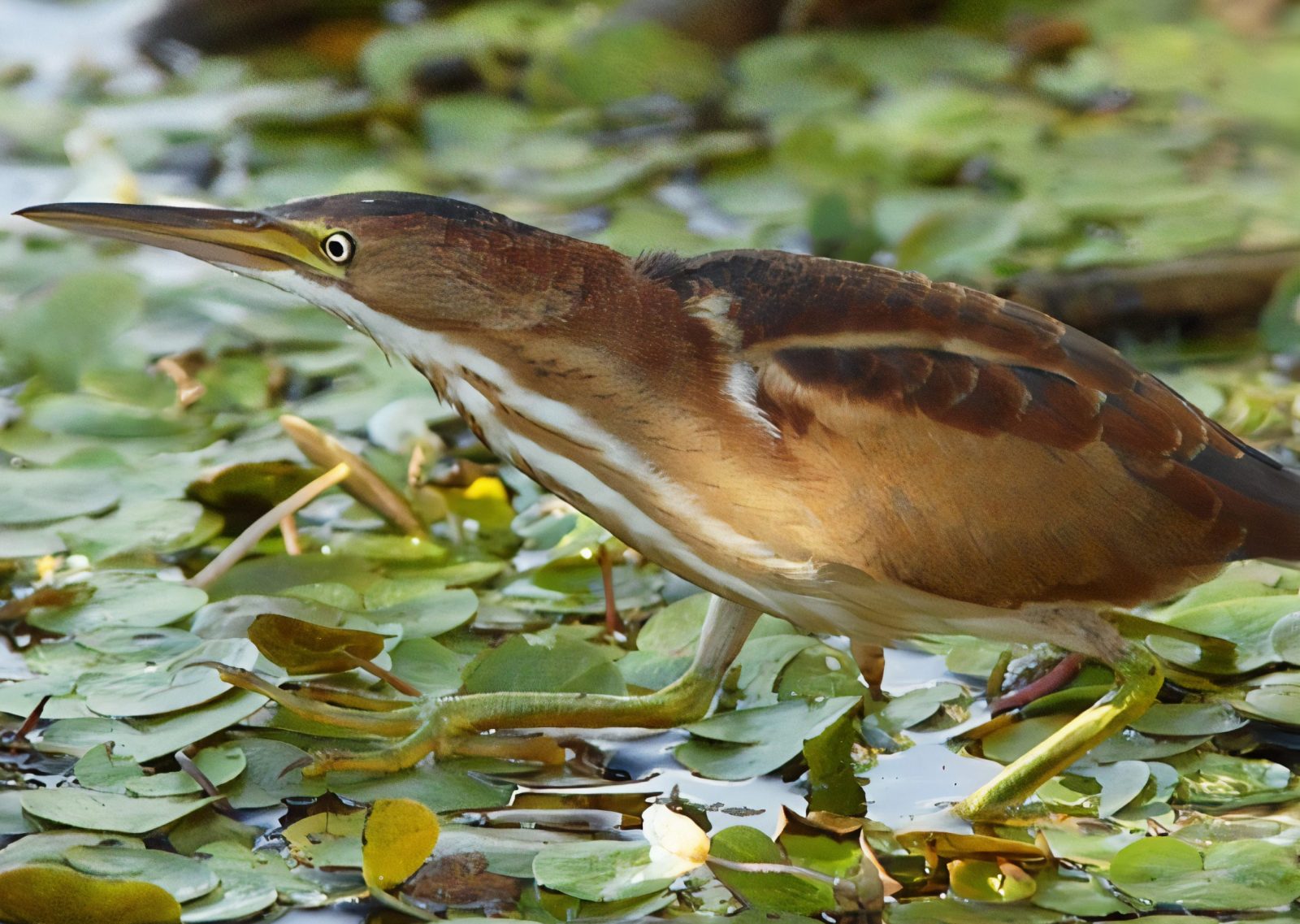 Ornithologie: oiseaux rares recherchés