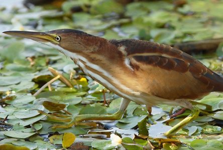 Ornithologie: oiseaux rares recherchés
