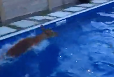 Un chevreuil fait trempette dans une piscine de la rue Desmarteau