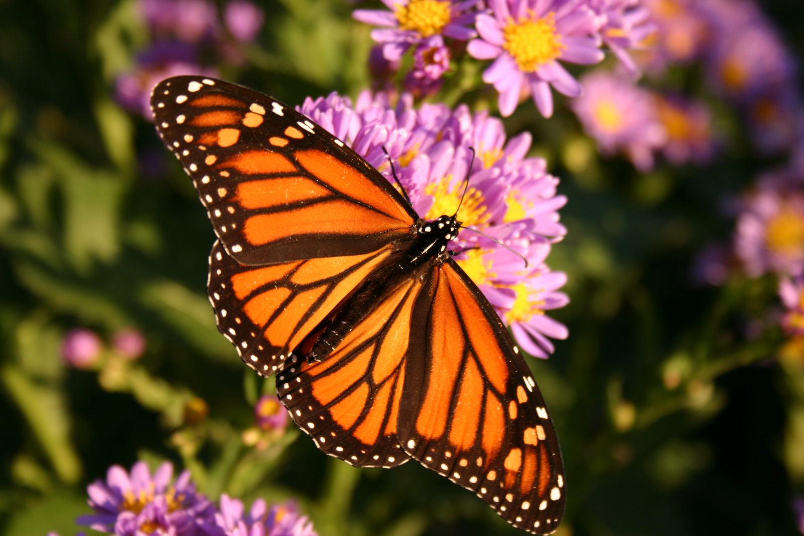 La Ville de Sainte-Julie s’engage à protéger les papillons monarques
