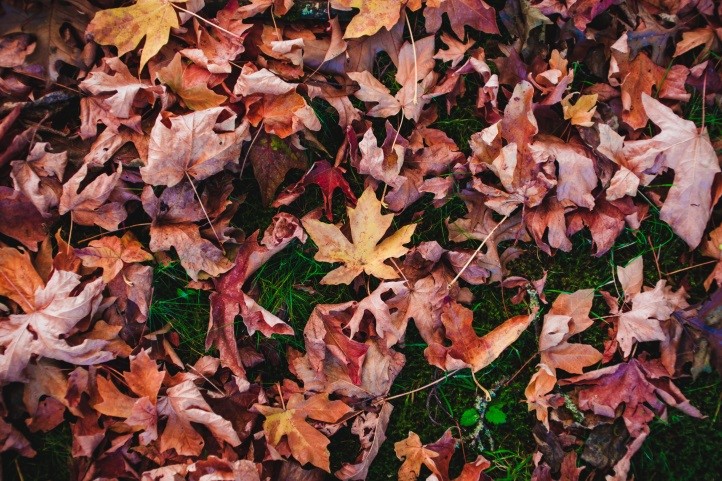 Et si vous ne ramassiez pas vos feuilles mortes cet automne à   Boucherville?