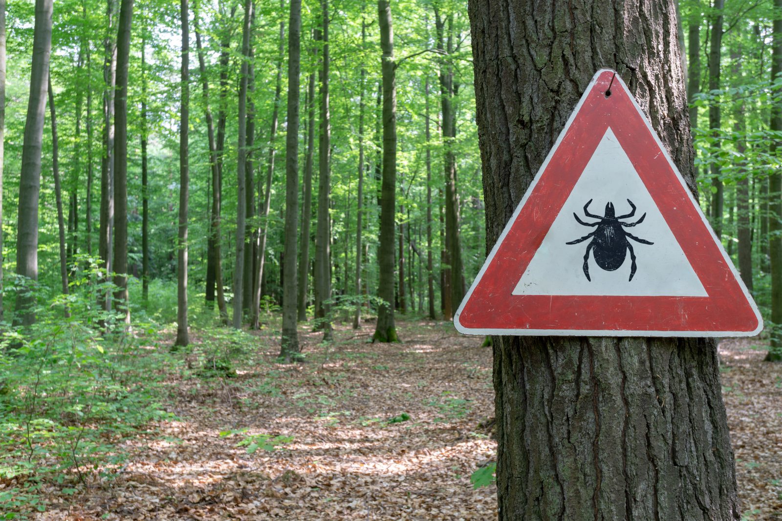 Maladie de Lyme : Boucherville, Saint-Bruno et Longueuil en « zone rouge »