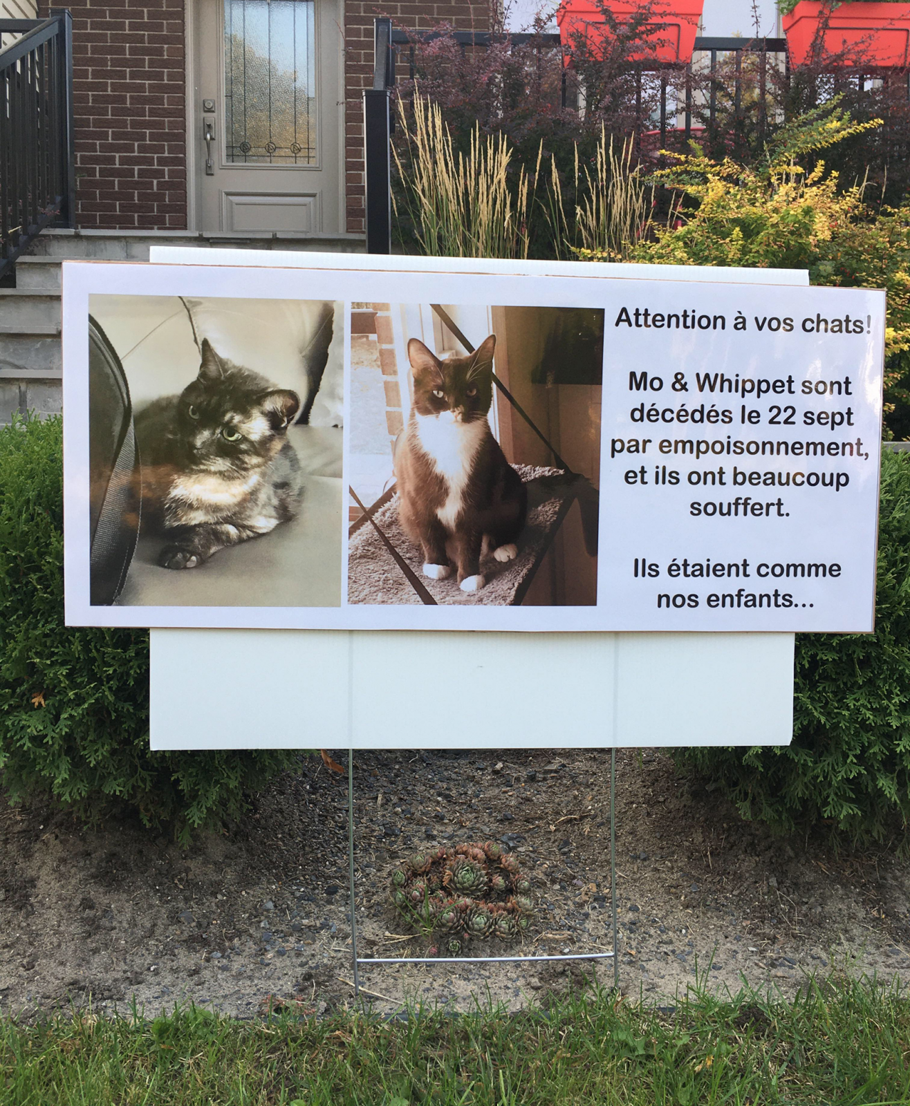 Deux chats morts sans doute empoisonnés à Boucherville