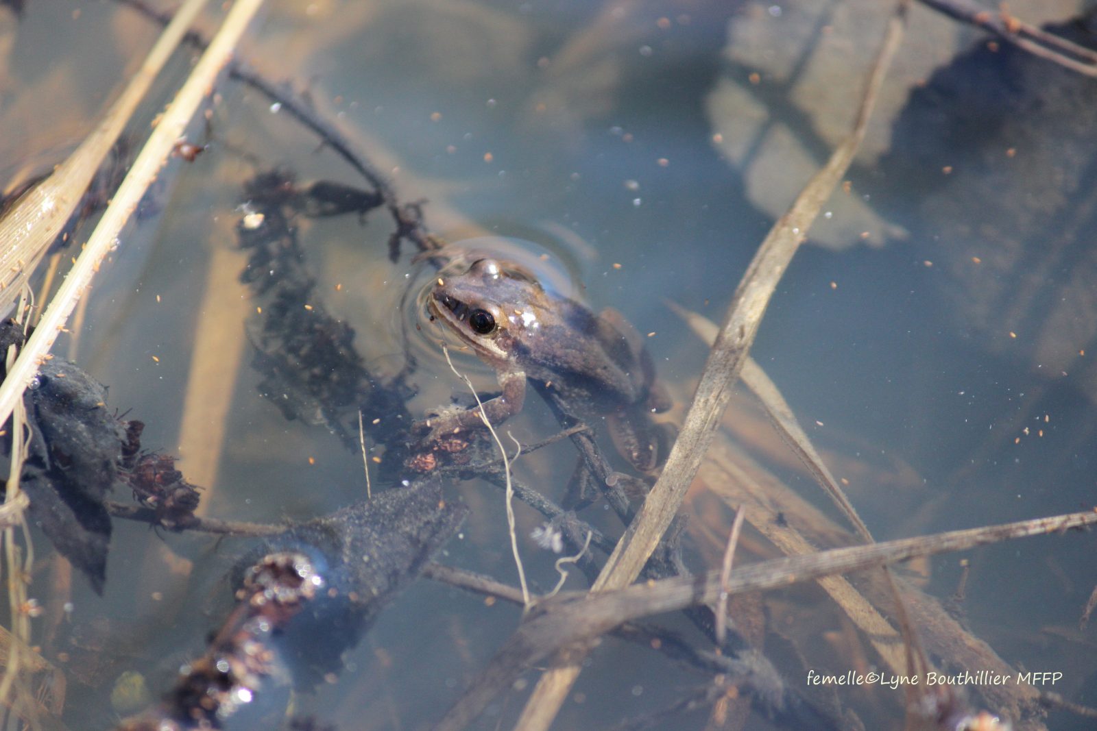 Vaste étude à Boucherville sur la rainette faux-grillon de l’Ouest, une minuscule grenouille menacée