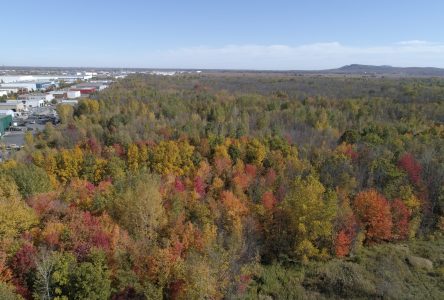 Milieux naturels : la Ville de Boucherville fait l’acquisition de 27,63 hectares supplémentaires afin d’agrandir le boisé Du Tremblay