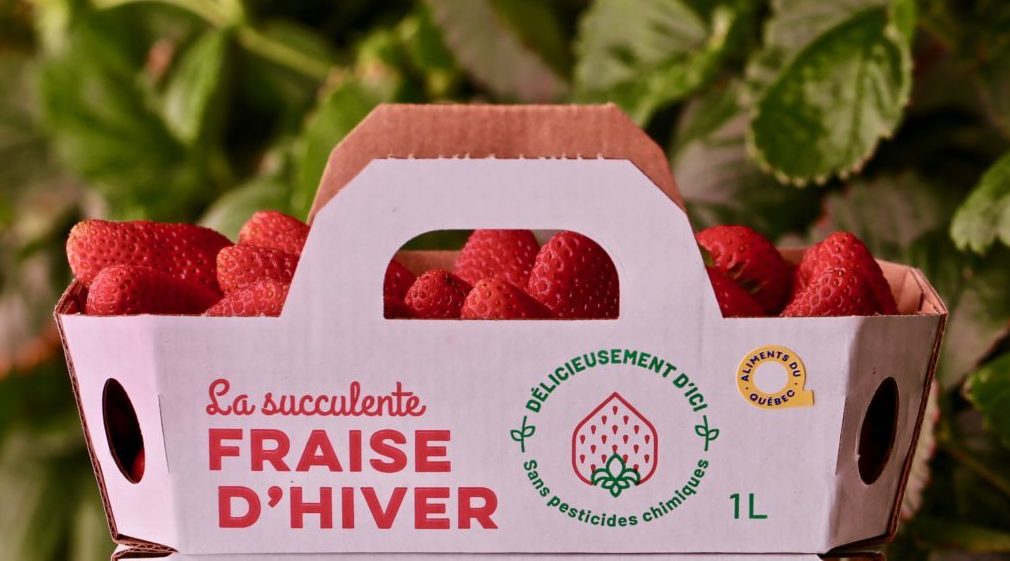 Des fraises d’hiver « made in » agglomération de Longueuil