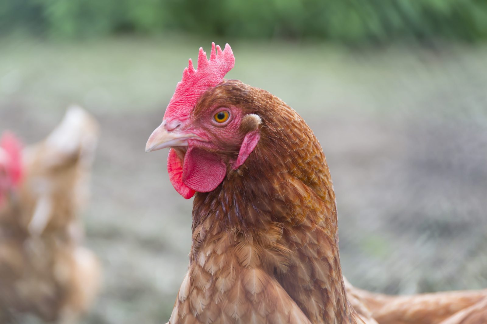 L’assemblée de Verchères en bref: une bonne nouvelle pour ceux qui désirent avoir des poules urbaines