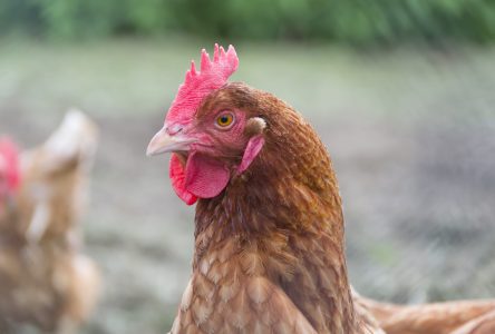 L’assemblée de Verchères en bref: une bonne nouvelle pour ceux qui désirent avoir des poules urbaines