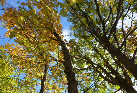 Un projet de recherche sur la résilience des arbres urbains de Boucherville et de Varennes, soutenu par Québec