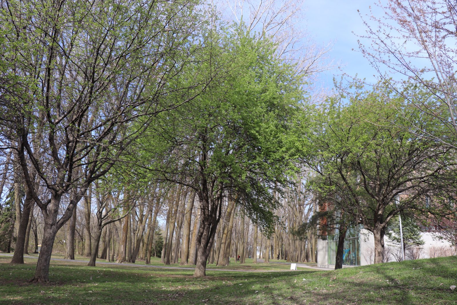 Boucherville investira 500 000 $ en 2021 pour planter 1700 arbres