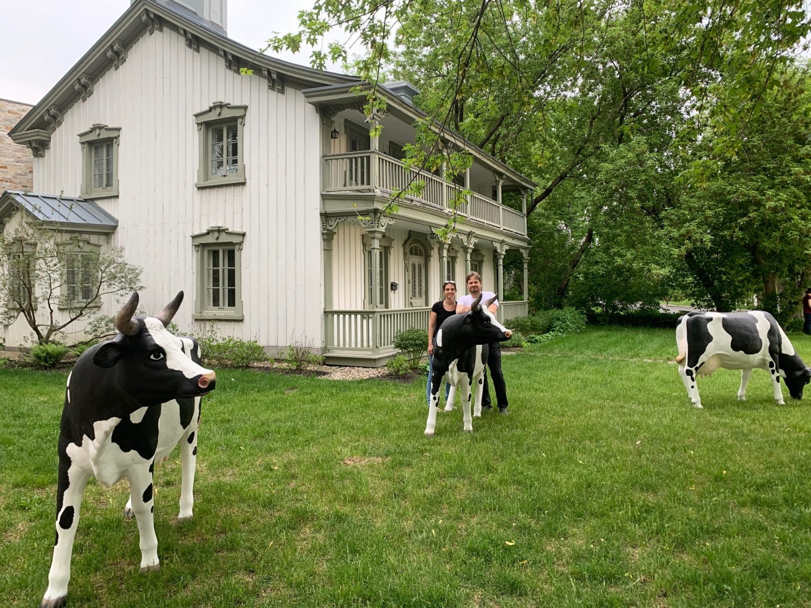 Des vaches urbaines cet été à Boucherville !