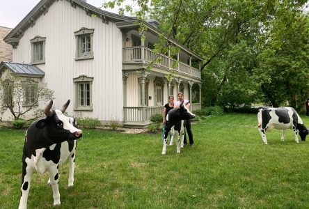 Des vaches urbaines cet été à Boucherville !