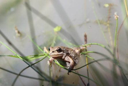 Un répit d’au moins deux semaines de plus pour les grenouilles de Longueuil