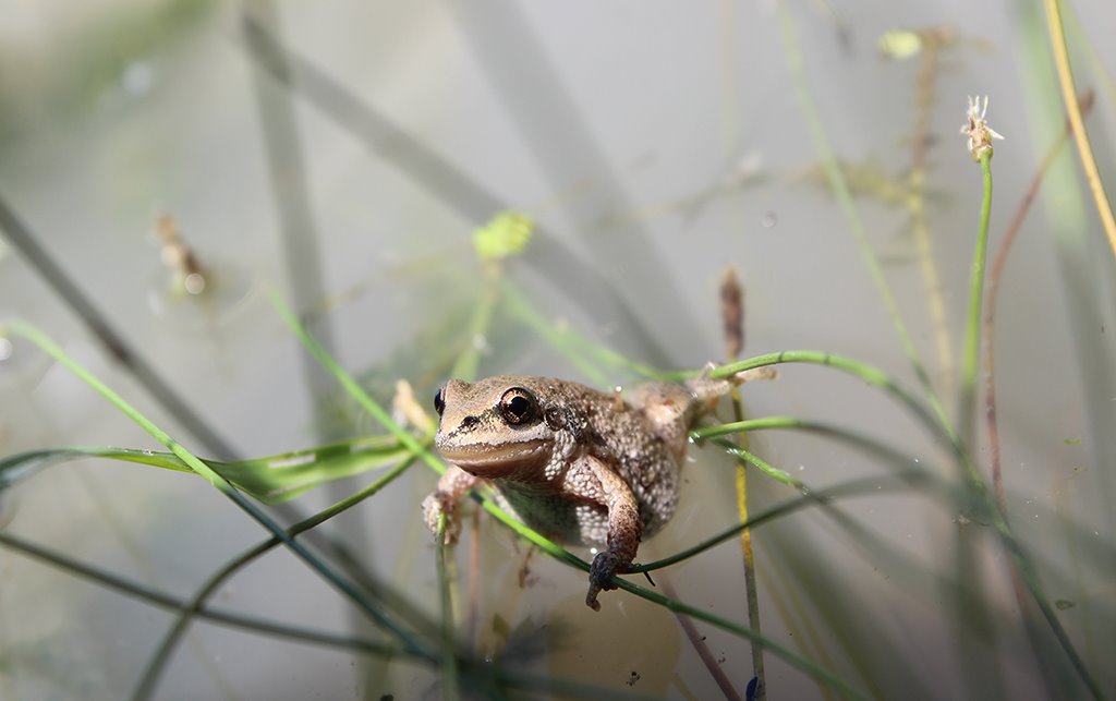 Un répit d’au moins deux semaines de plus pour les grenouilles de Longueuil