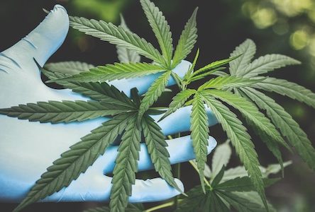 L’industrie du cannabis sera interdite dans les zones industrielles à Sainte-Julie
