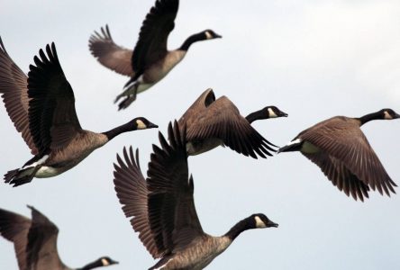 Trois cas de grippe aviaire découverts chez des oiseaux sauvages