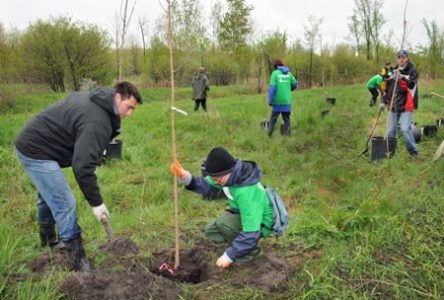 950 arbres seront distribués aux citoyens de Longueuil  lors de la Journée verte