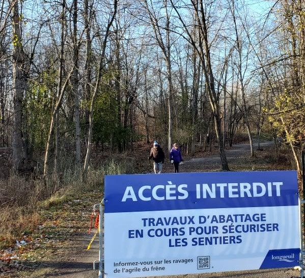 20 000 arbres abattus dans les trois grands parcs de Longueuil