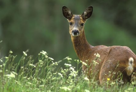 Une chasse au cerf, cet automne dans le parc Michel-Chartrand de Longueuil, pour éliminer 100 bêtes