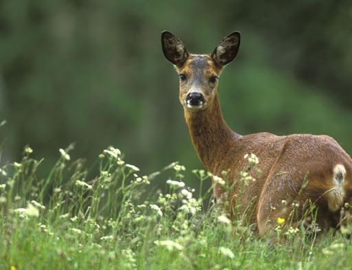 Le Ministère de la Faune autorise l’abattage de 100 cerfs de Virginie au parc Michel-Chartrand de Longueuil