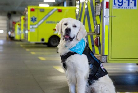 Un chien thérapeutique pour les ambulanciers