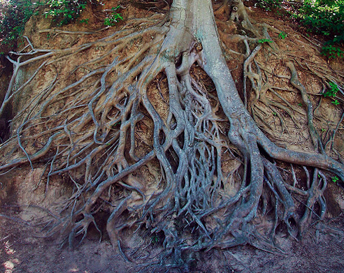 Conférence : des racines ancrées profondément dans notre terre