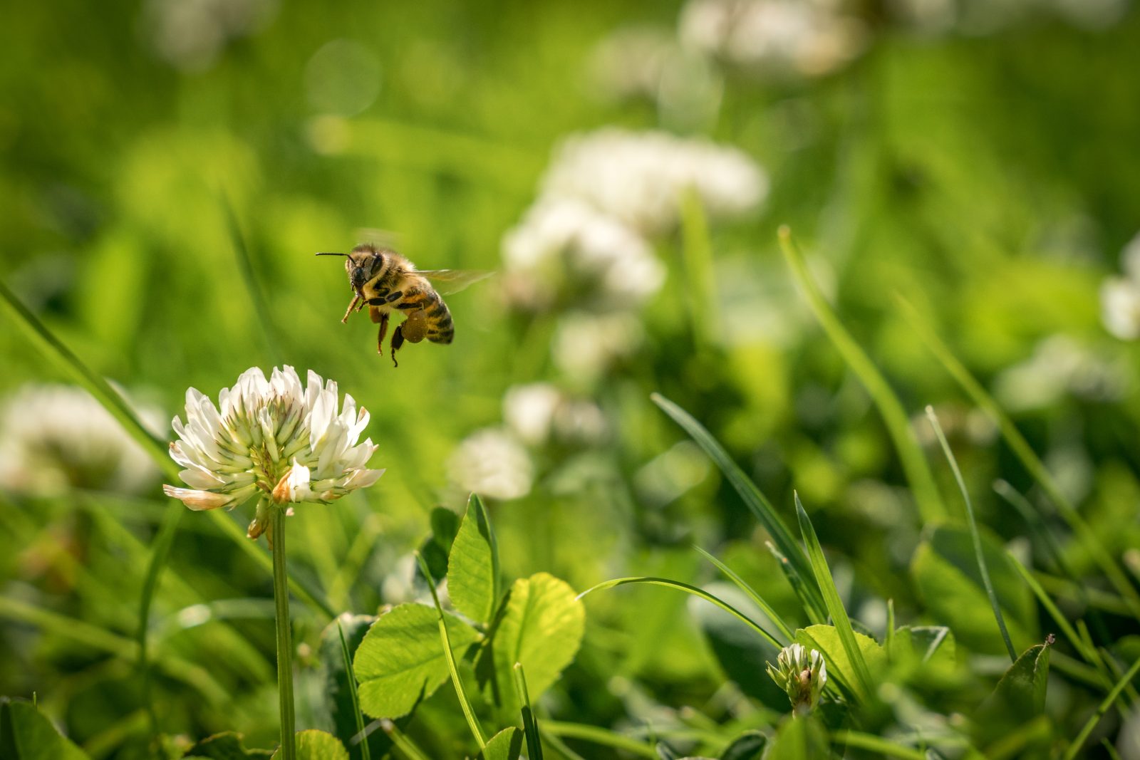 Boucherville adopte un nouveau règlement plus sévère sur les pesticides