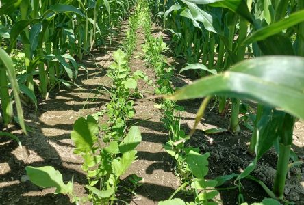 Les Producteurs de grains de la Montérégie lancent un nouveau projet en faveur de la santé des sols