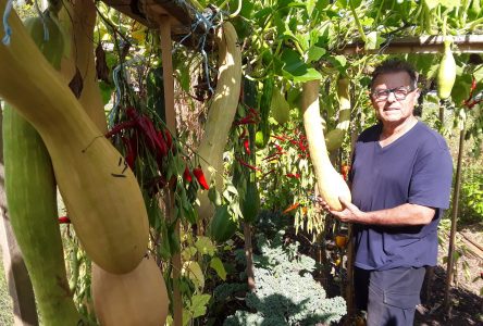 Des paniers de légumes calabrais pour 25 familles de Boucherville