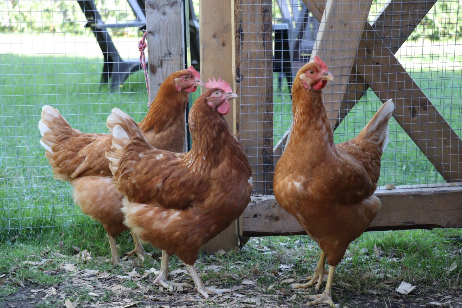 Les poules bientôt permises presque partout à Boucherville