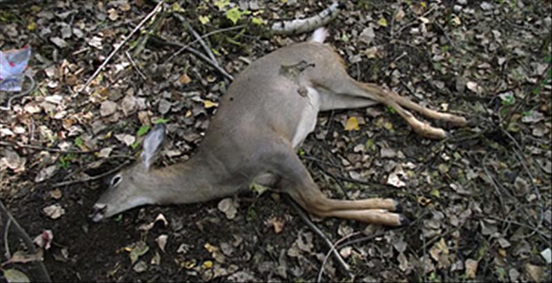 400 cerfs ont été abattus dans les parcs de la Sépaq de Saint-Bruno et Boucherville