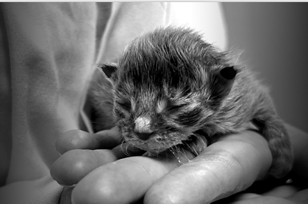 Une campagne pour sauver des chatons orphelins