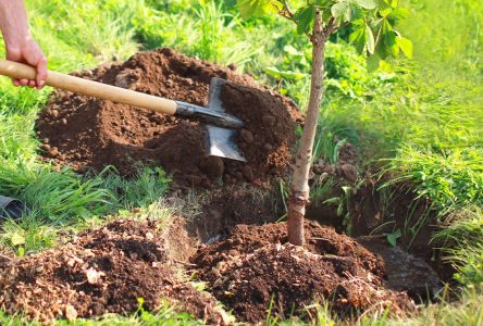 Subventions à Varennes pour l’achat d’arbres et arbustes