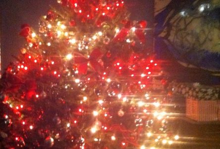 Collecte des arbres de Noël naturels les 10 et 17 janvier à Boucherville